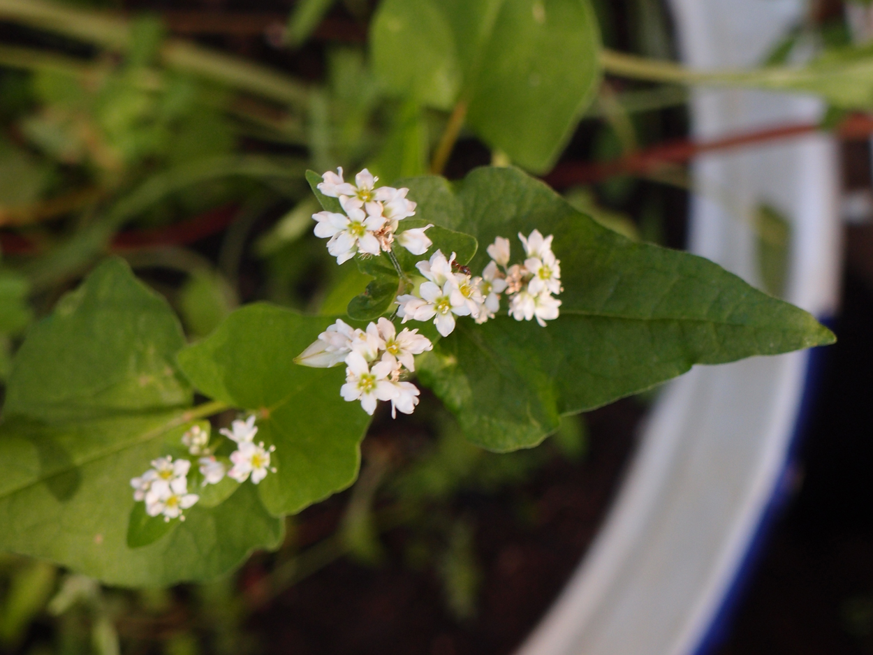 2019-06-14 wendel - der Garten